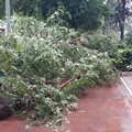 Continua la moria di alberi in via Vitrani