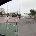 Caduto un albero in zona Levante a Barletta
