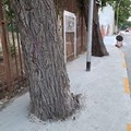 Alberi  "cementati ", Legambiente: «Al peggio non c'è mai fine»