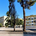A fuoco due alberi in Largo Ariosto, danni contenuti