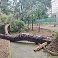 Crolla un pino in via della Repubblica