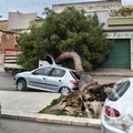 Raffiche di vento a Barletta, sradicati due alberi in via dei Pini e via Fermi