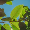 Patrimonio arboreo di Barletta, dal 3 giugno riparte il trattamento fitosanitario