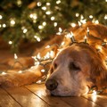 Capodanno da cani, alcuni consigli per proteggere i vostri animali