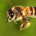 Perseguitati da uno sciame d'api, come fare?