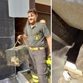 Gattino intrappolato in una intercapedine tra palazzi, salvato dai Vigili del Fuoco