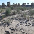 Arbusti alti in spiaggia a Barletta. Incuria? È per la tutela del fratino