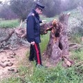 Scempio nelle campagne di Barletta, abbattuti ulivi secolari