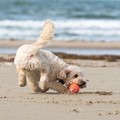 Spiagge animal friendly? «Occorre regolamentare l'accesso degli animali»