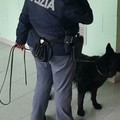 Barlettano arrestato per spaccio, il cane poliziotto ha trovato droga in casa