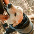 Il sindaco Cannito invita i proprietari dei cani al rispetto delle norme igieniche