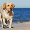 Aggredito dai cani sulla spiaggia di Ponente