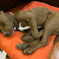 Luna cerca casa, trovato a Barletta un cucciolo di sette mesi