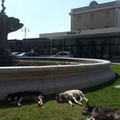 Fontana della stazione, «i cani randagi gradiscono e prendono il sole»