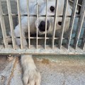 Canile di Barletta, struttura in esubero. «Le adozioni sono ferme»