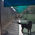 Canile di Barletta, installate le coperture per riparare i cani dal sole