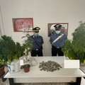 Coltivava marijuana mentre era a casa ai domiciliari