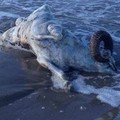 Carcassa di animale sulla spiaggia di Ponente a Barletta