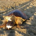 L’estate delle tartarughe spiaggiate