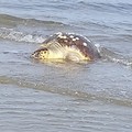 Tartaruga caretta caretta trovata morta sulla litoranea di Ponente