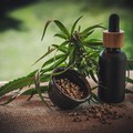Cannabis legale, JustBob si conferma leader del settore