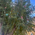 Addobbati gli alberi di Natale di via Vitrani, inizia il Natale del quartiere Medaglie d'Oro