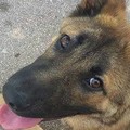 «Aiutatemi a trovare il mio cane Ciko»