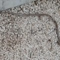 Gatti sazi e serpenti al Cimitero di Barletta, ai furti si aggiunge il degrado