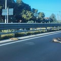 Cinghiali sulla SS16bis a Barletta, incidente d'auto dopo un urto
