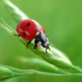 “Le regole d’oro dell’ecologia” per i giovani alunni di Barletta