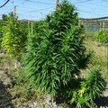 Altro colpo della Guardia di Finanza di Barletta. Sequestrate 120 Kg in piante di marijuana