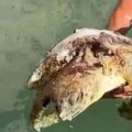Salvata una tartaruga Caretta caretta al Molo di Levante a Barletta