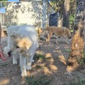 All’Ambulatorio Popolare di Barletta arrivano Consilia e Alberto: una fiaba canina a lieto fine