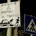 «Attenzione: animali da traffico»