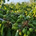 Grandine: nell'agro di Barletta danni su frutteti ed oliveti