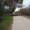 Forti raffiche di vento a Barletta, molti i disagi e gli interventi in città