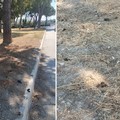 Degrado urbano: feci di cani sui viali di Barletta