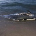 Delfino spiaggiato sulla costa di Levante a Barletta