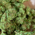 Nascondeva 102 grami di marijuana nel comodino, arrestato un 21enne di Barletta