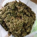 Marijuana in quantità incredibile, sequestrate 150.000 dosi e arrestato un barlettano
