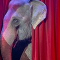 No al Circo con animali a Barletta, la protesta dell'Ambulatorio popolare