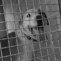 Un video contro l'abbandono degli animali: ecco la campagna di ENPA Bari-Barletta