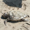 Ennesima tartaruga spiaggiata sulla costa di Barletta
