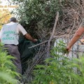 Scoperta una piantagione di canapa indiana. Quattro arresti