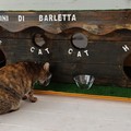 Festa Nazionale del Gatto, un pensiero per i felini di Barletta