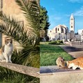 «I gatti selvaggi di Barletta sono un patrimonio della città»