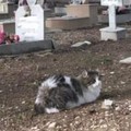 Cimitero di Barletta, i gatti a  "guardia " delle anime dei defunti