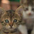 A Barletta «strage di gatti investiti»: la denuncia dell'Enpa