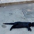 Strage di gatti avvelenati, mistero in zona Patalini