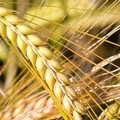 Guerra Russia-Ucraina, in Puglia sono pronti 100mila ettari per coltivare grano
